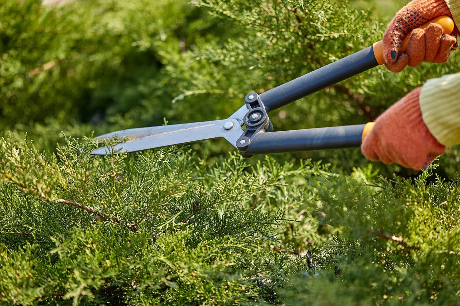 Gardening